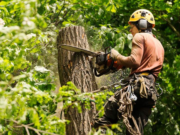 Elagueur professionnel Lironville