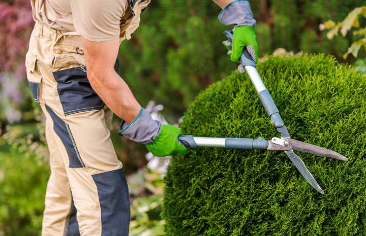 Service professionnel de taille de haies Lironville